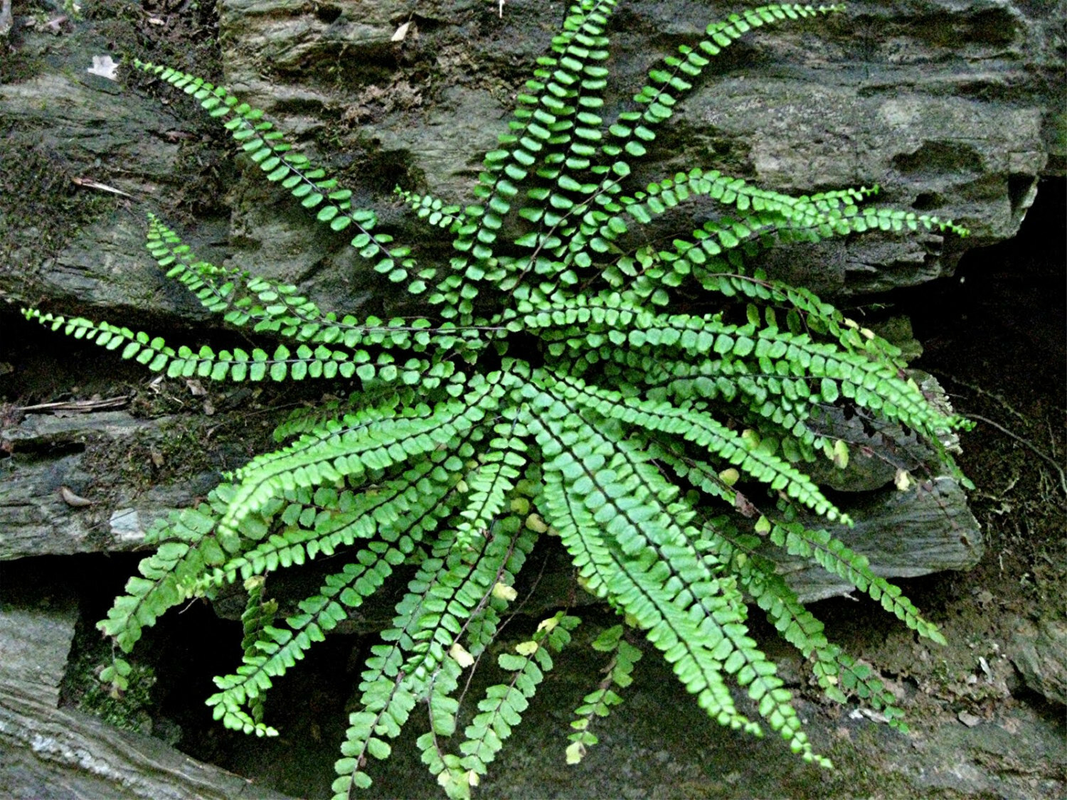 5 Maidenhair Spleenwort Fern Rhizomes/Roots, Live Plants – Asplenium trichomanes