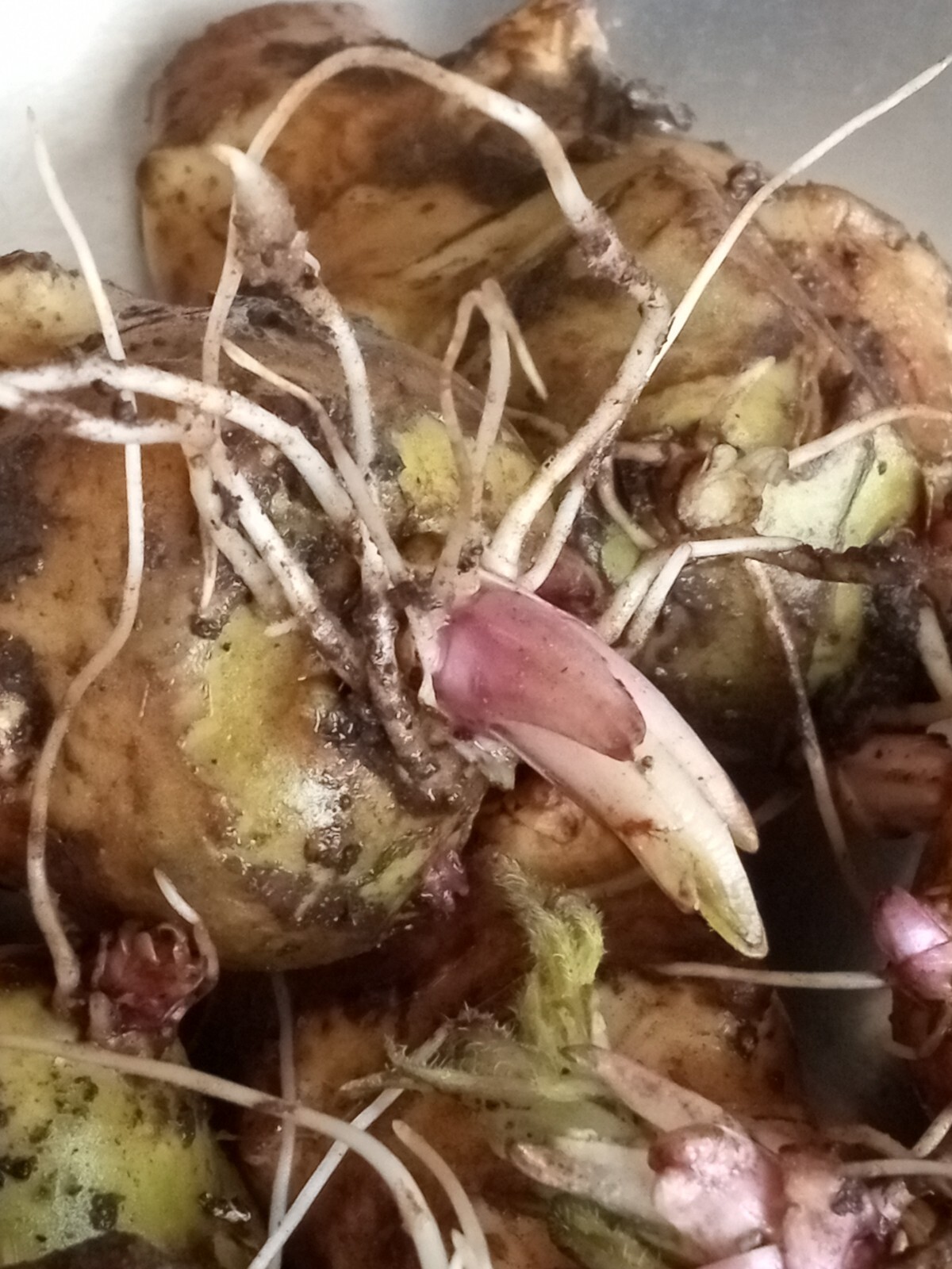 Organic Rooted Fuseau 茯神 Sunchoke Jerusalem Artichoke Helianthus tuberosus 8 oz