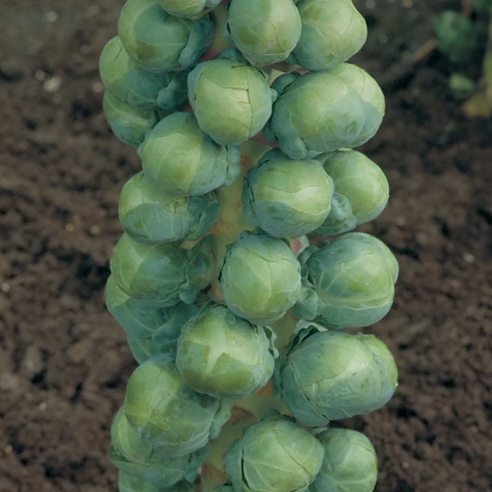 500 Heirloom Catskill Brussels Sprout Seeds – Giant Heirloom Sprouts –Cold Hardy