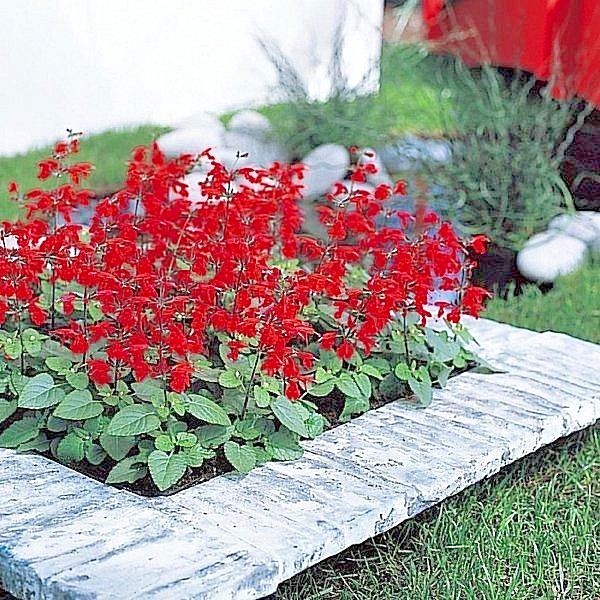 300+SCARLET SAGE Flower Seeds Wildflower Garden Container Drought Heat Cold Easy