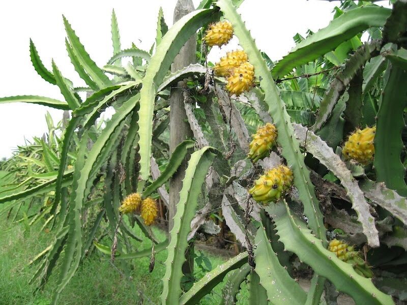 100 Yellow Dragon Fruit Seeds Golden Pitaya Pitahaya Hylocereus Megalanthus Easy