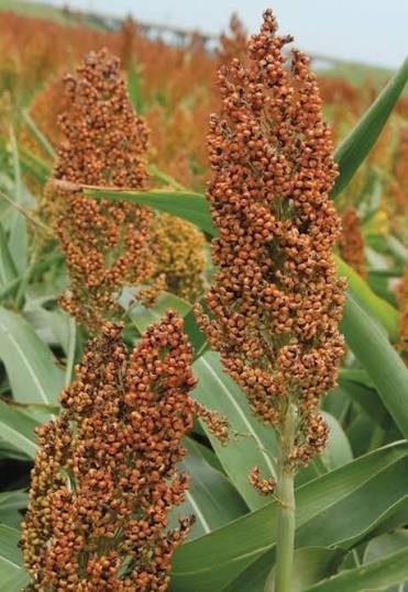 400 Rox Orange Sorghum Seeds Broom Corn Non Gmo Heirloom Syrup Free Ship