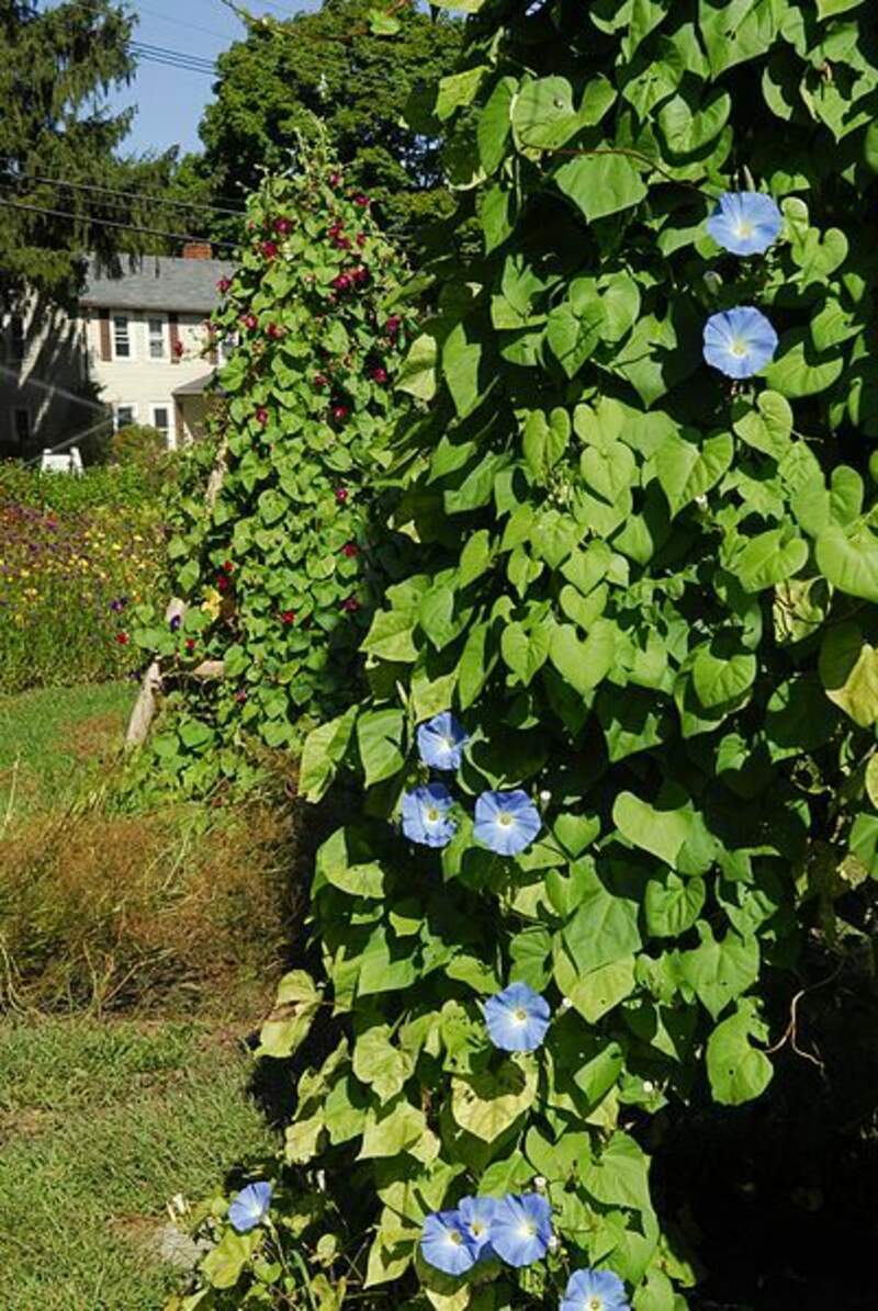 1-2000 PCS Morning Glory Heavenly Blue Seeds Grannyvine Ipomoea Flower Tree 0139