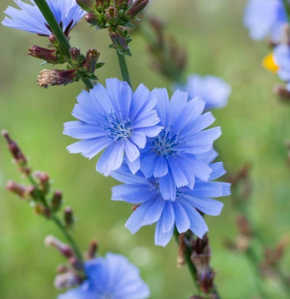 Chicory Seeds, Wildflower, Drought Tolerant, Pollinator, Non-GMO, Free Shipping