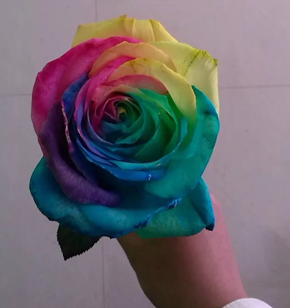 25 RARE RAINBOW ROSE SEEDS perennial hybrid tea flower garden USA SELLER W/TRACK