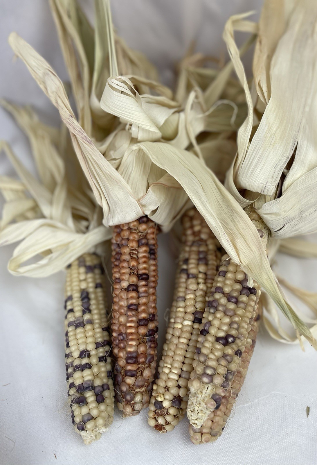 Glass Gem Corn Seeds 1 Oz Bag (125+ seeds) USA Grown Indian Corn Jewel-toned