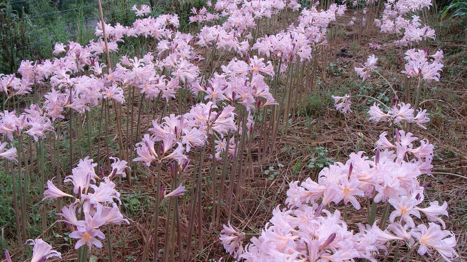 10 Lycoris Squamigera Surprise Lily, Magic, Resurrection Lily Bulbs 🌸