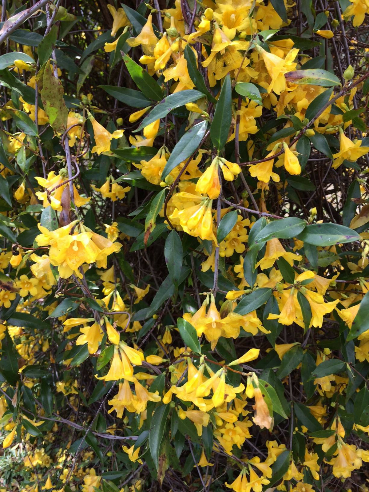Carolina Yellow Jasmine Perennial Vine 50 + Seeds * Real Southern Jasmine * USA