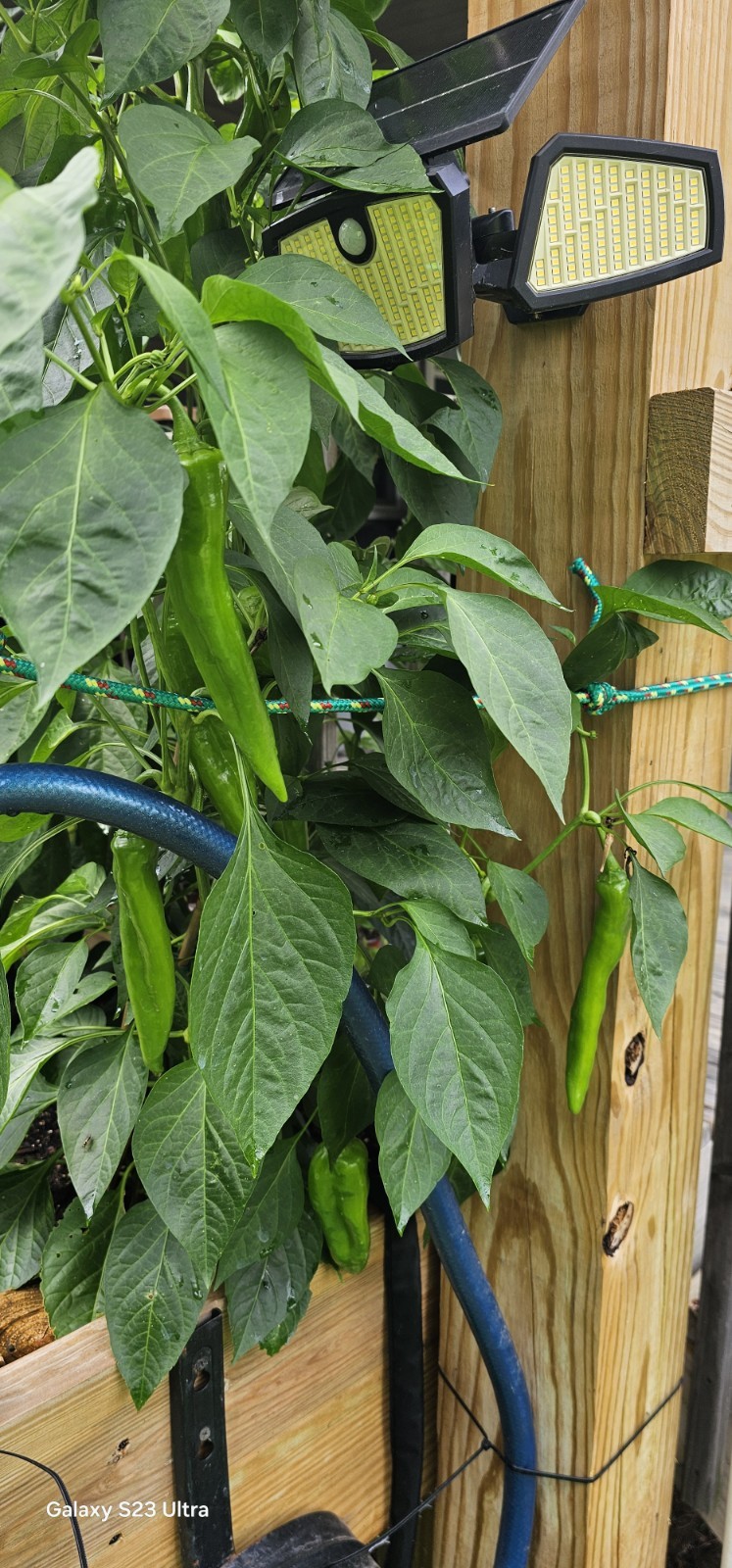 200+ Anaheim Pepper Seeds 2025 NON-GMO | Pepper Seeds. Free Shipping
