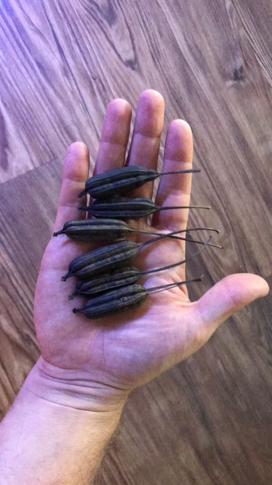 Aristolochia elegans littoralis 10 seeds
