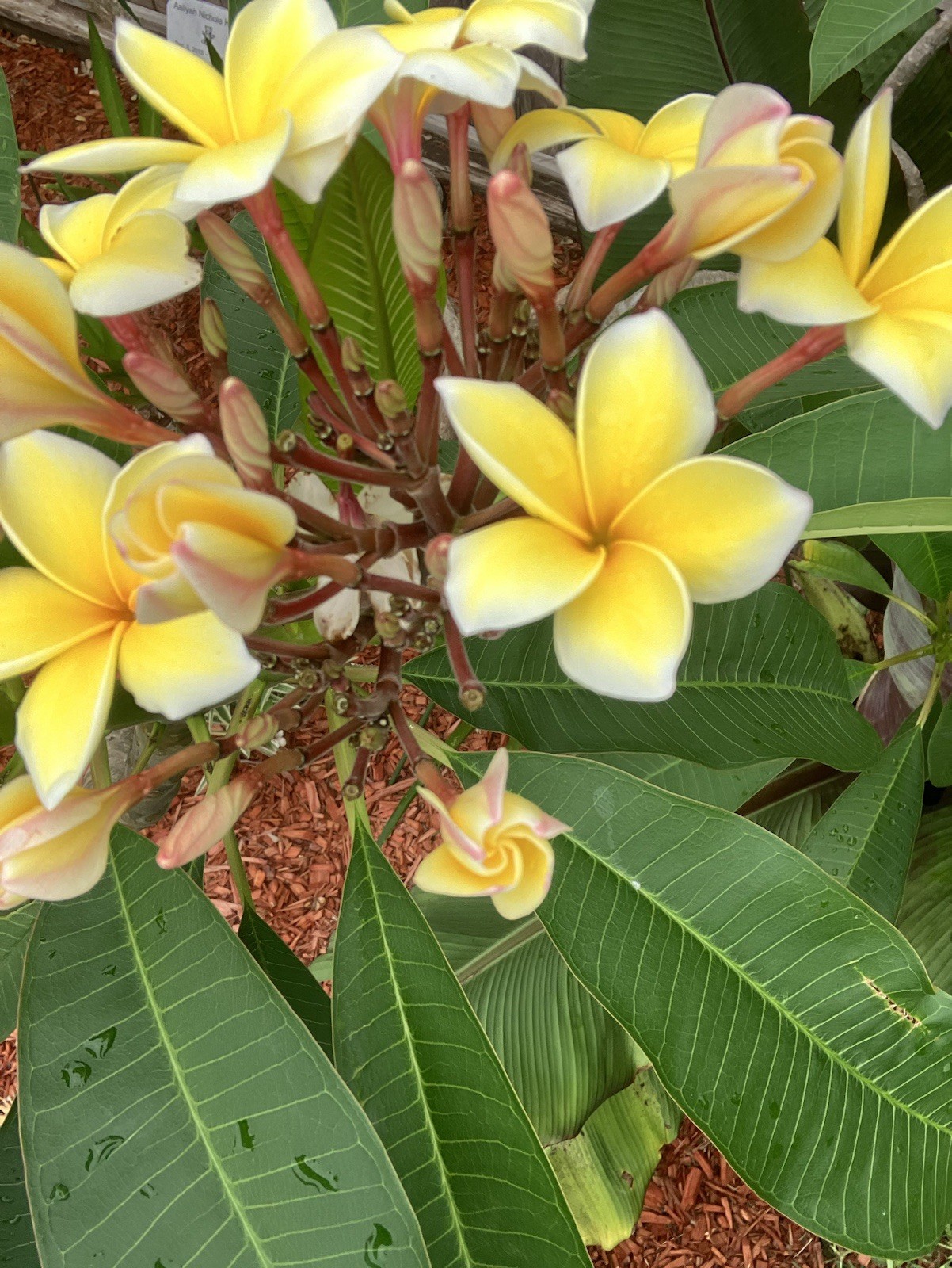 12 PLUMERIA Seeds Mixed Color From My Plants Frangipani Free Shipping ** Read**