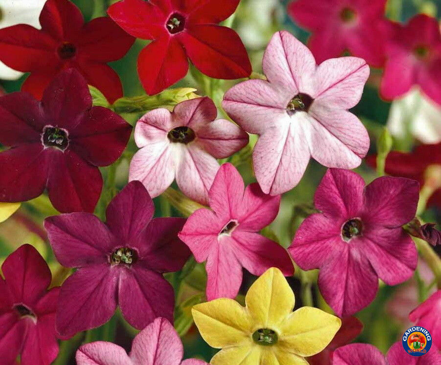 NICOTIANA Alata Flowering Tobacco Seeds Sensation Mix (5000 to 20,000 SEEDS)