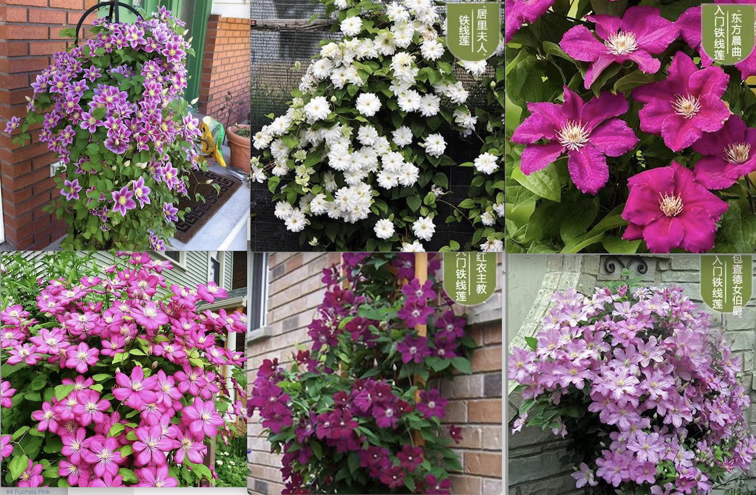 (10) CLEMATIS SEEDS rare exotic climber flower vine garden USA SELLER W/TRACK