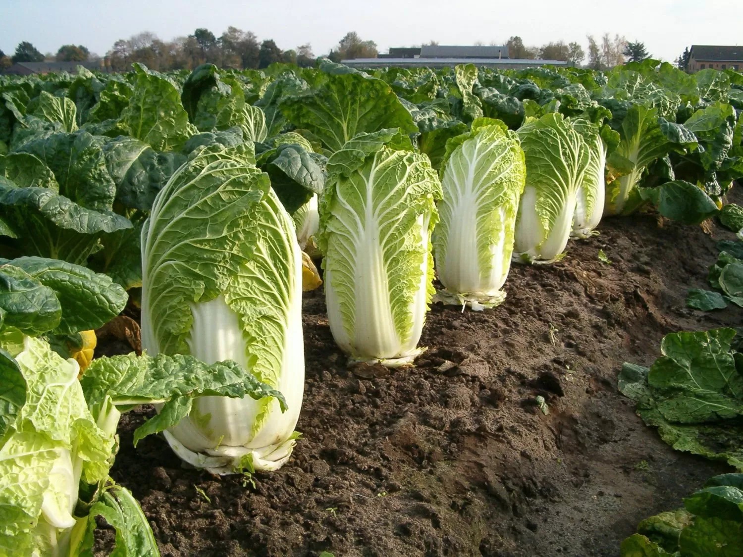 500 MICHIHILI CABBAGE SEEDS ~ USA ~ 2026 ~ heirloomseedguy