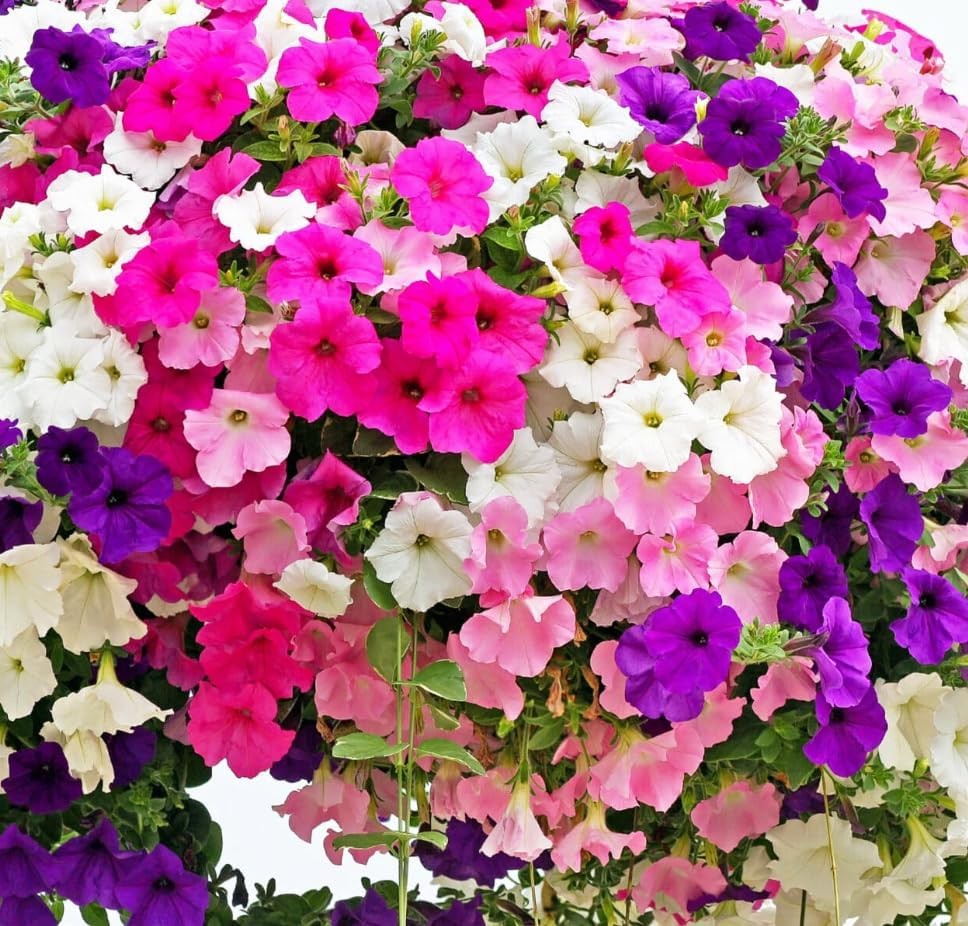 6000+ Petunia Seeds for Planting – Mix Color Annual Flower Seeds for Outdoor G