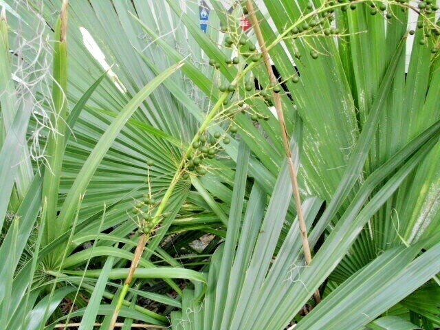 15 DWARF PALMETTO PALM SEEDS – Sabal Minor
