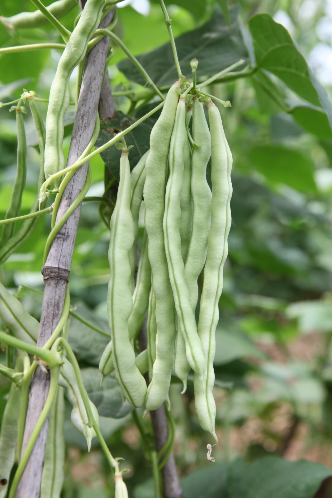 Bean -Tender White