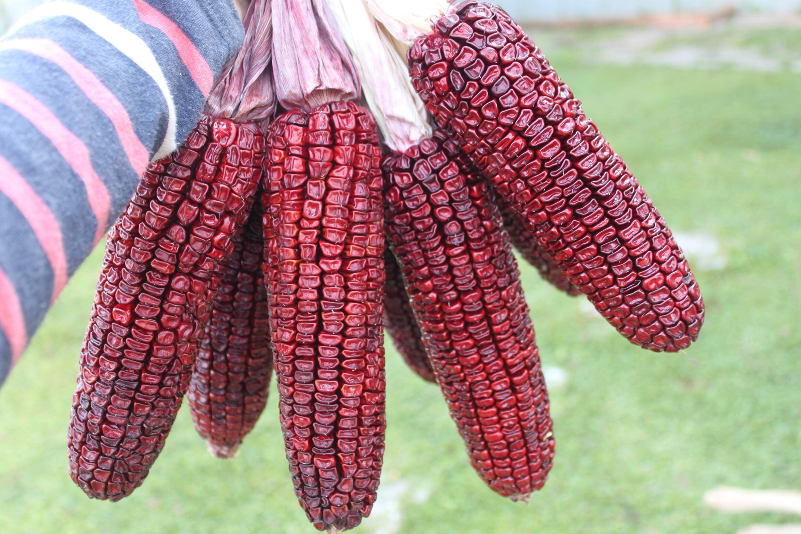 35 BLOODY BUTCHER RED CORN Edible & Ornamental Heirloom Zea Mays Vegetable Seeds