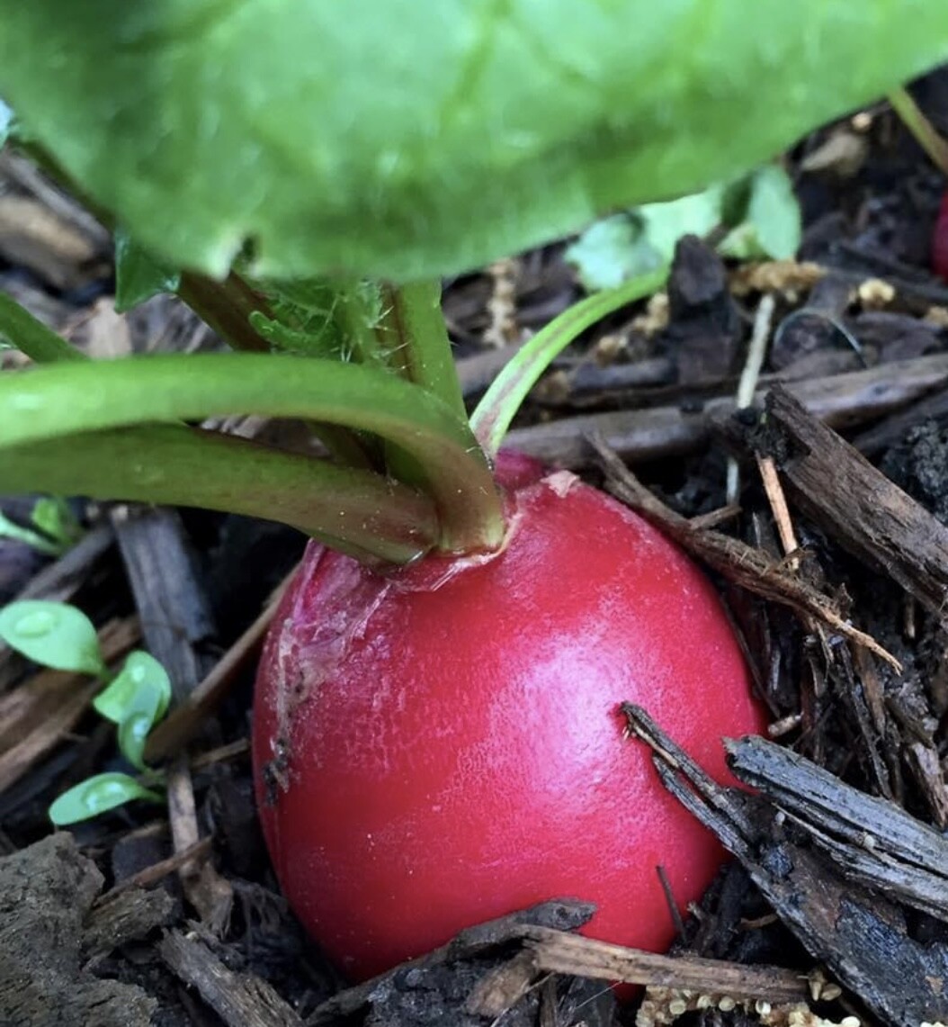 Crimson Giant Radish Seeds | Heirloom | Organic