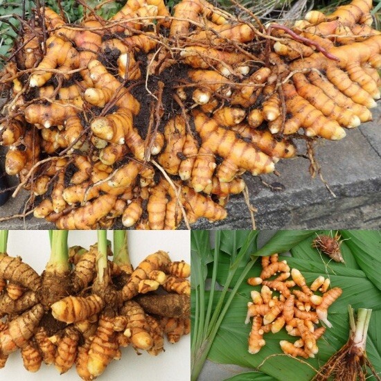 Sprouted Turmeric Roots 3 PCs Cutting Curcuma Longa Ready To Plant