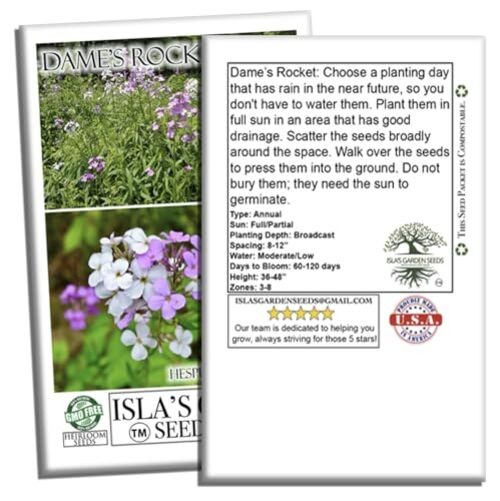 Dame’s Rocket Flower Seeds, 1000+ Non-GMO Heirloom Seeds, Vibrant