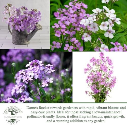 Dame’s Rocket Flower Seeds, 1000+ Non-GMO Heirloom Seeds, Vibrant