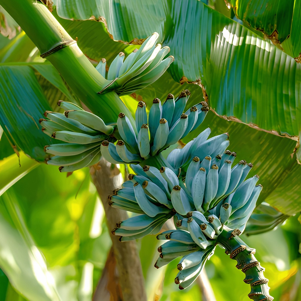 Ice Cream Banana Live Plant 4-6 Inches Tall Rooted Blue Musa
