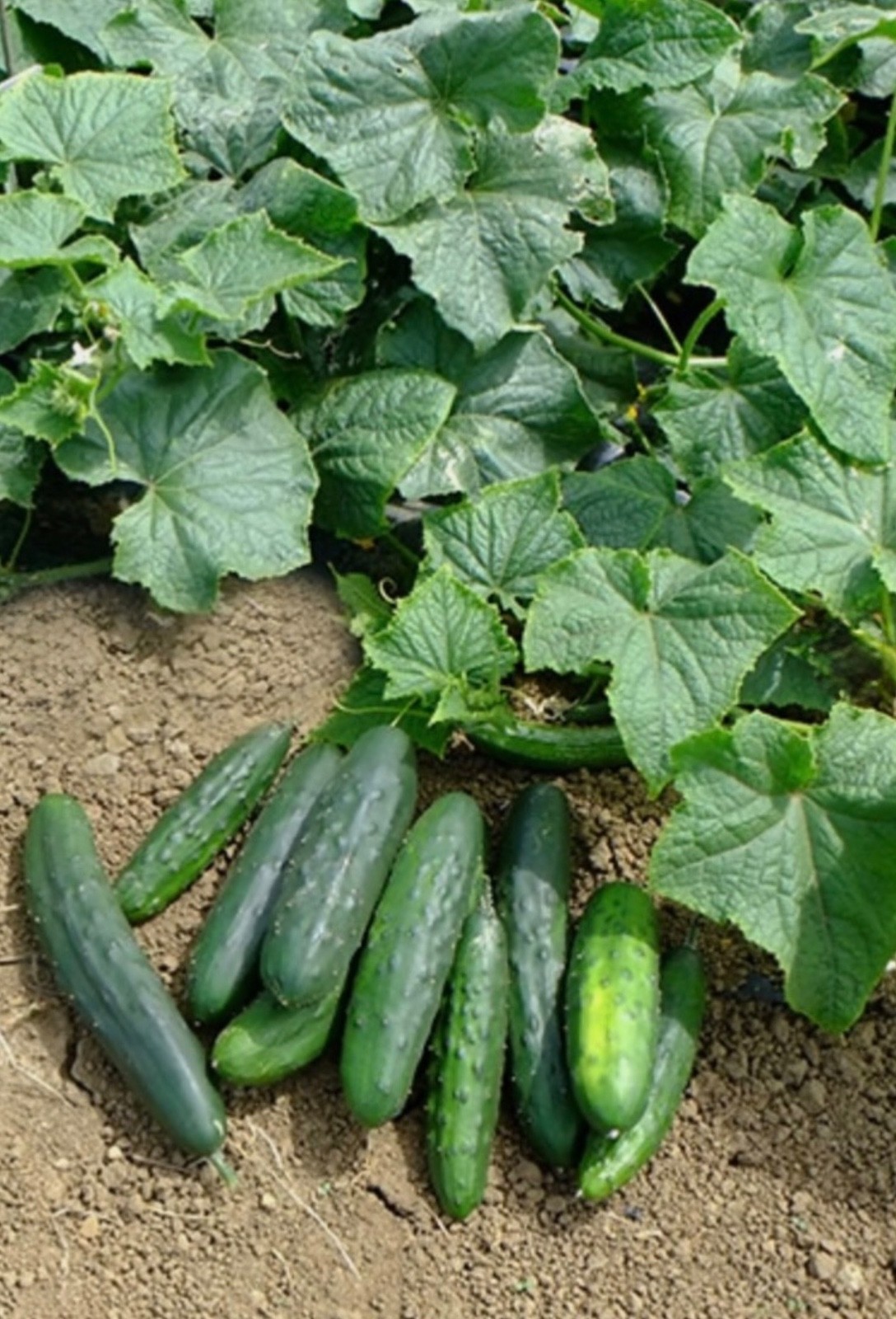 Organic ‘Marketmore 76’ Slicing Cucumber Seeds, Early, NON-GMO, Fresh 2026 🇺🇸