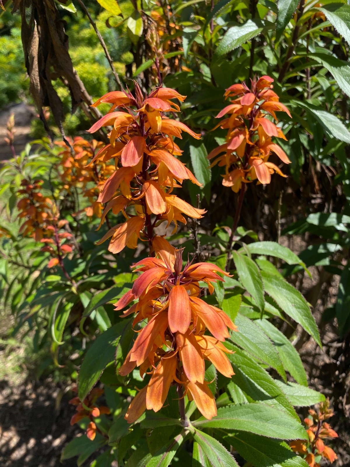 Isoplexis canariensis | Canary Island Foxglove | 100 Seeds