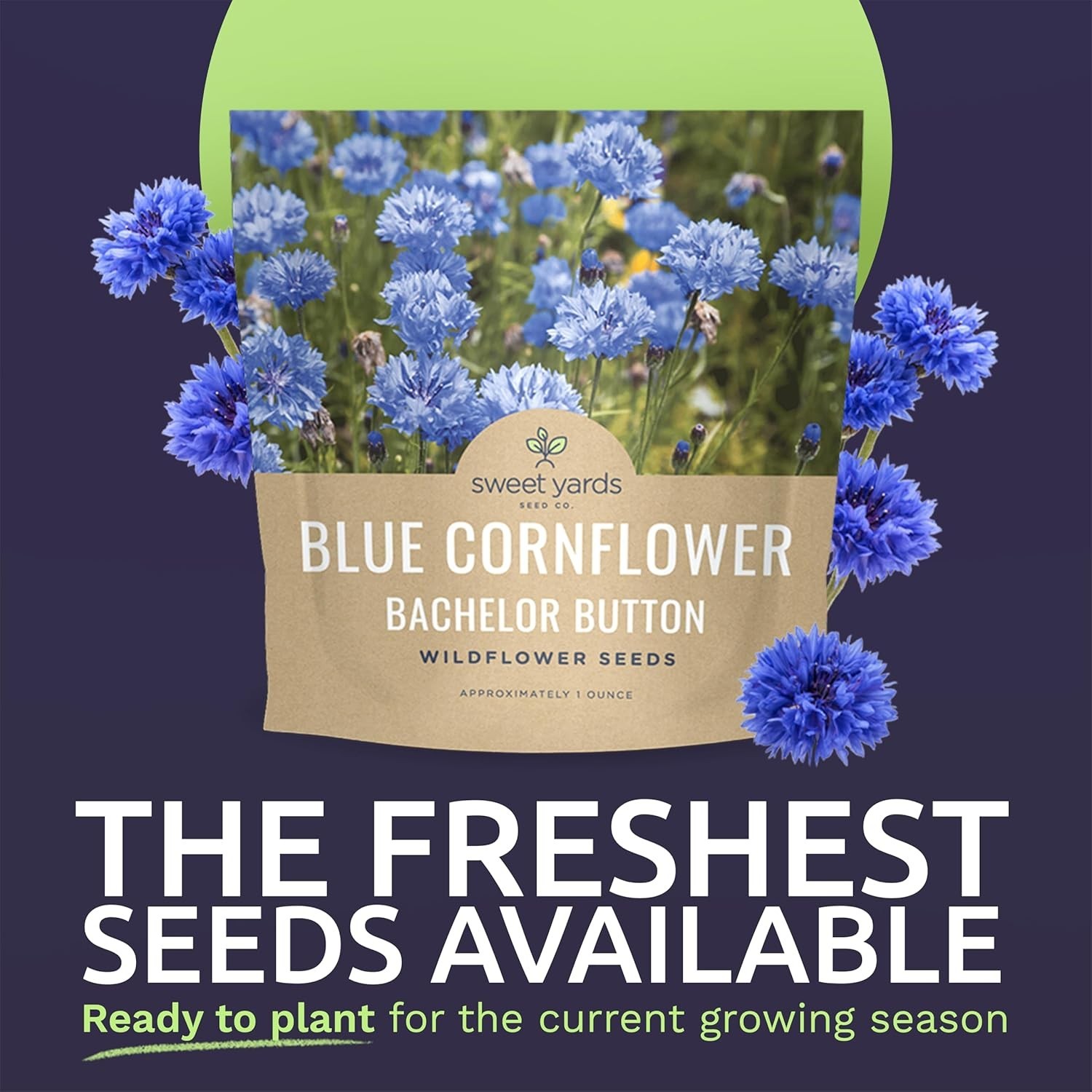 Blue Cornflower Seeds – 5,000 Extra Large Non-GMO Wildflower Seeds, Easy to Grow