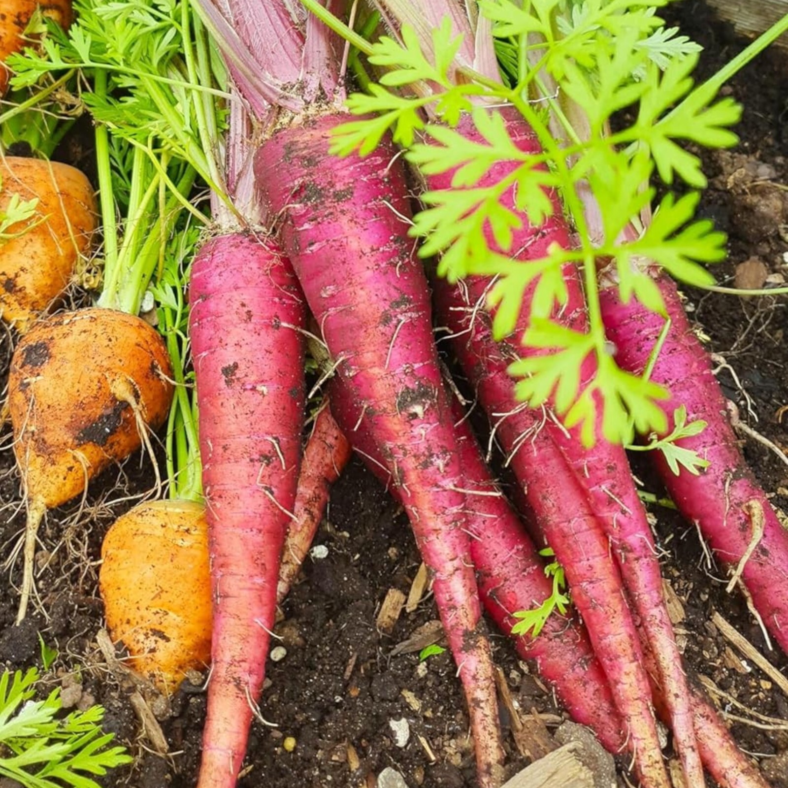 Purple Carrot Seeds – 1000 Count – Non-GMO Heirloom Garden Vegetable.