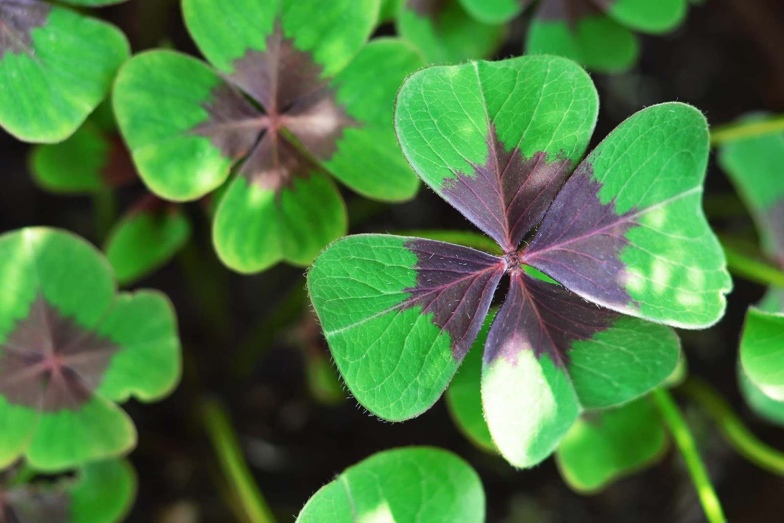 Holy Cross Shamrock Bulbs for Planting (10 Bulbs) – Fast Growing Year Round C…