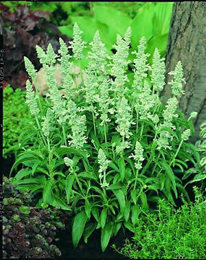 Salvia Victoria White (Argent) 500 seeds