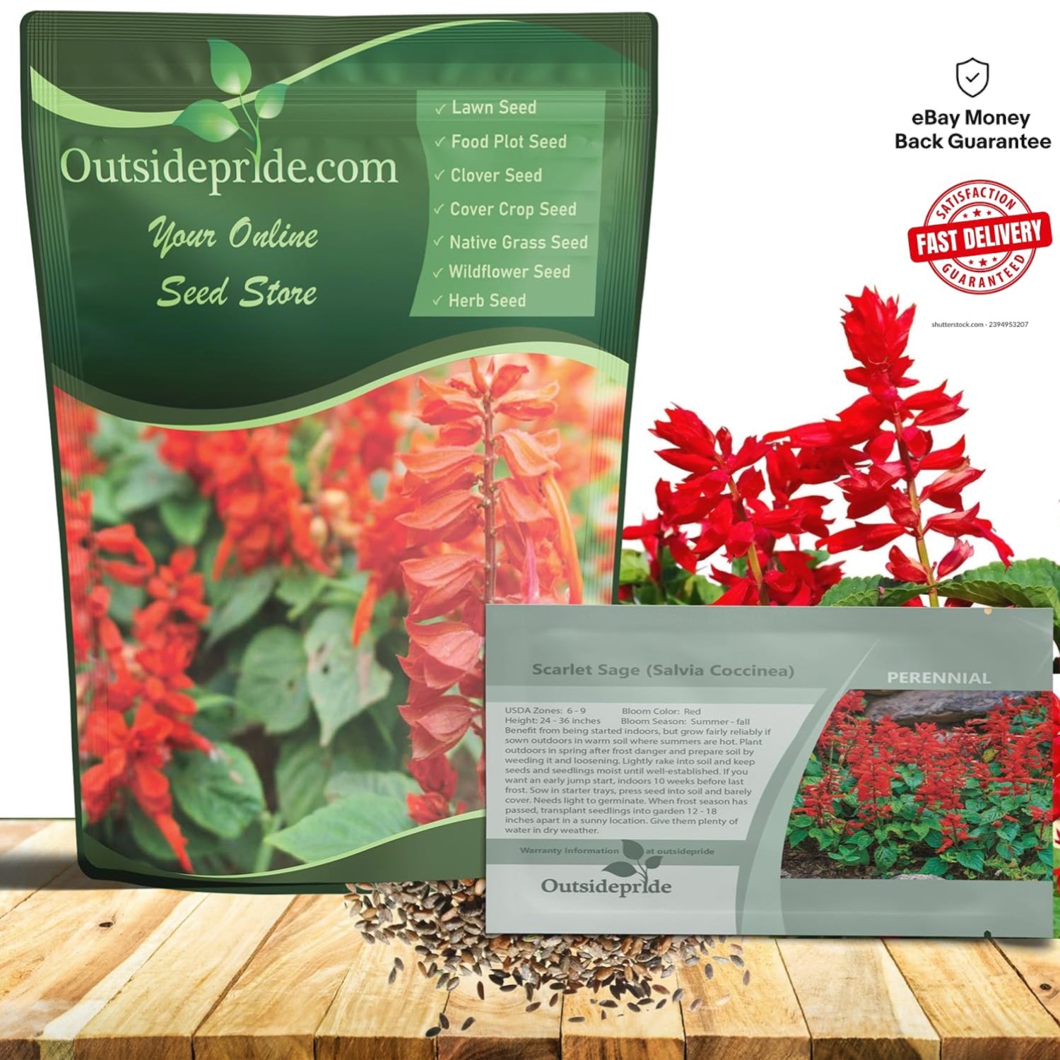 Attractive Scarlet Sage Seeds – 1/4 lb Perennial that Enhances Garden Wildlife