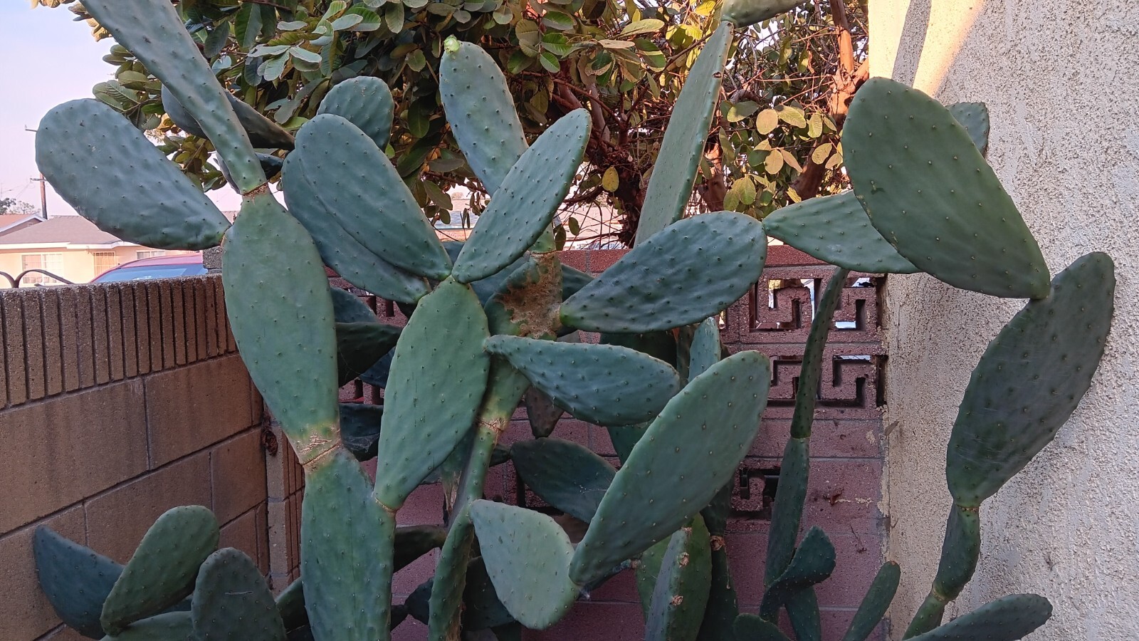 SPINELESS OPUNTIA PRICKLY PEAR NOPAL CACTUS PADS