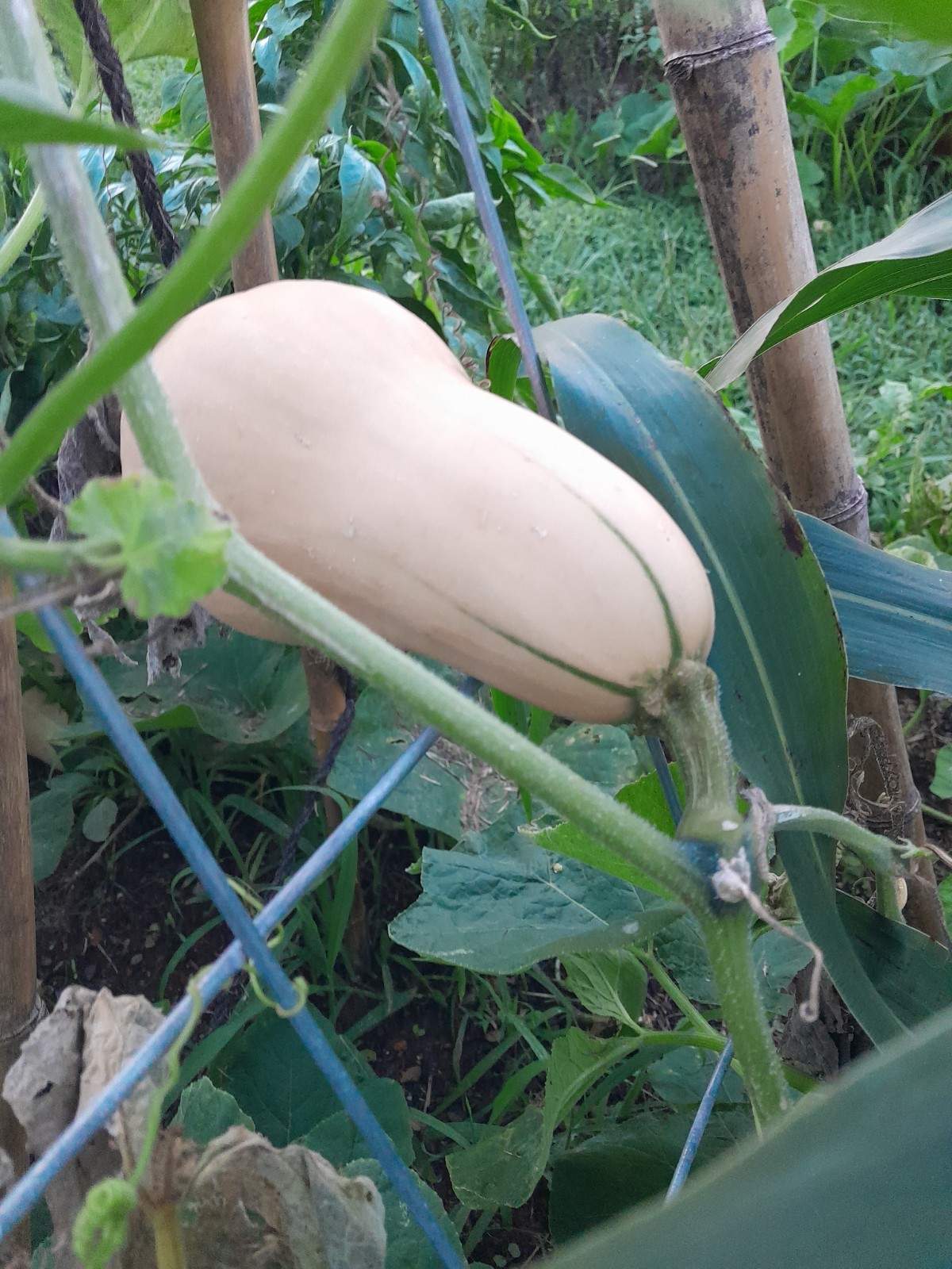 25 Butternut Squash Seeds Non GMO Heirloom Organic