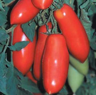 Tomato Super Marzano Plus 100 seeds