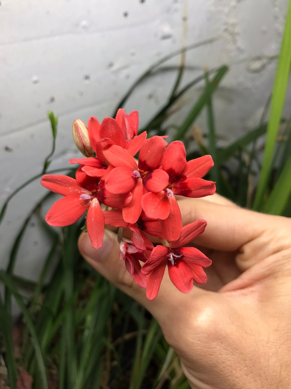 Freesia laxa bulbs mixed color, South African Ornamental Flowering Plant