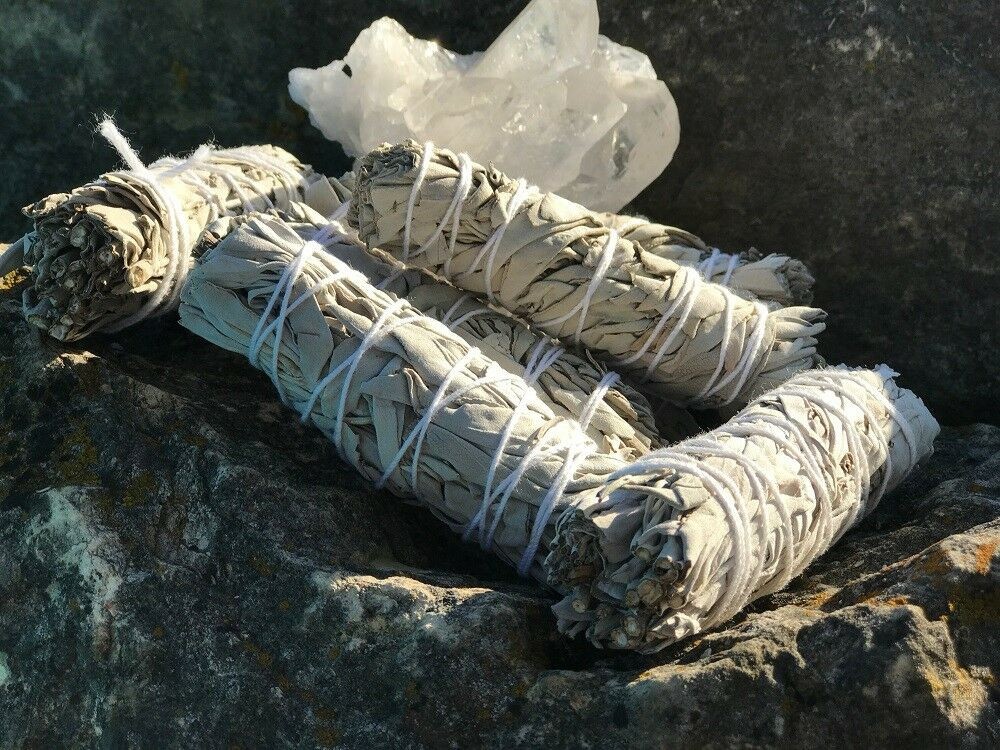 White Sage Seeds 30 Seeds FREE SHIPPING