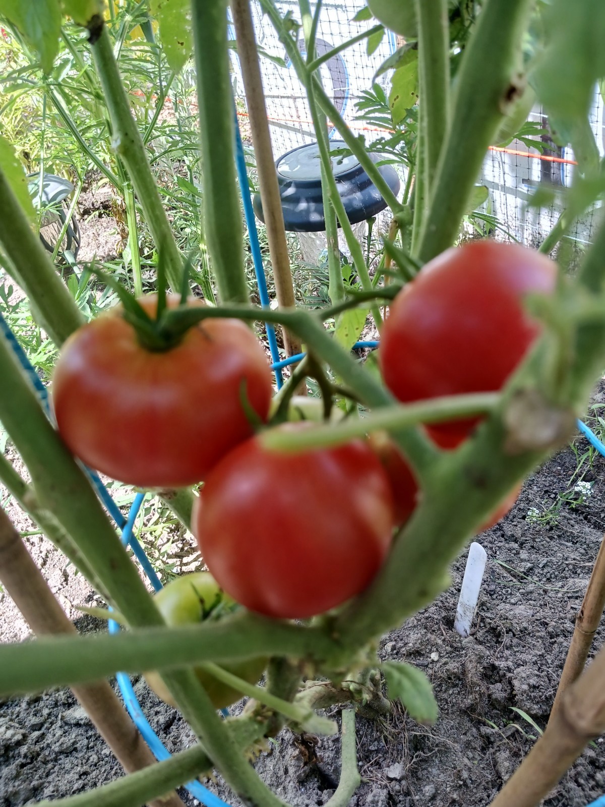 *NEW* 2023* ORGANIC DAMSEL F-1 TOMATO 15 FRESH SEEDS RICH TANGY HIGH RESISTANCE