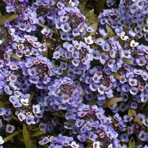 Alyssum Wonderland – Blue Nice Garden Flower 100 Seeds
