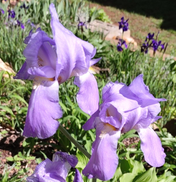 5 Fragrant BEARDED IRIS Juanita Purple Live Plants Bulbs Rhizome Perennial