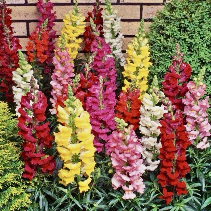 100+ Tall Mixed Colors Snapdragon Seeds Non-GMO, Pollinator-Friendly