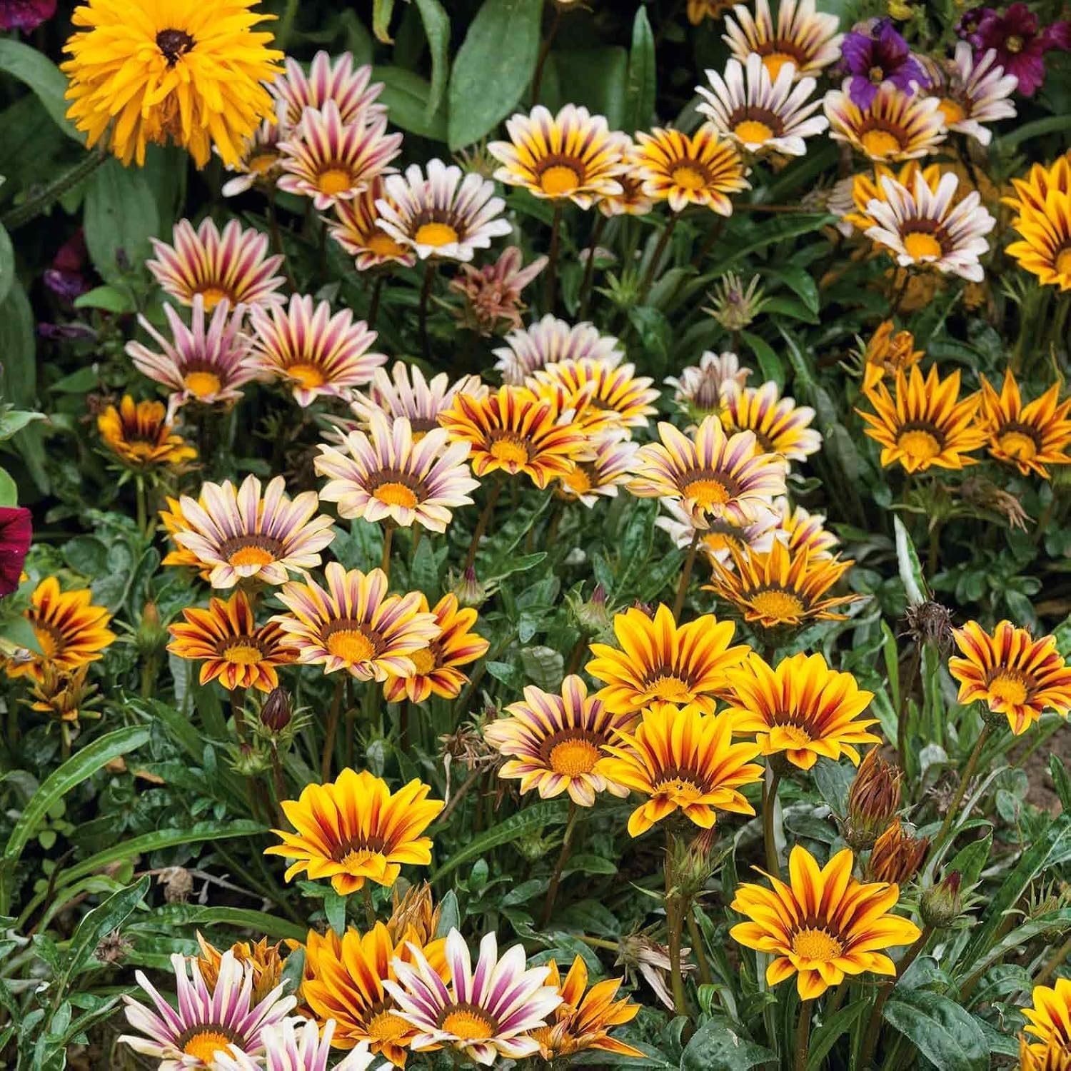 350+ Mix Gazania Seeds for Planting Heat & Drought Tolerant Garden Gazania Flowe