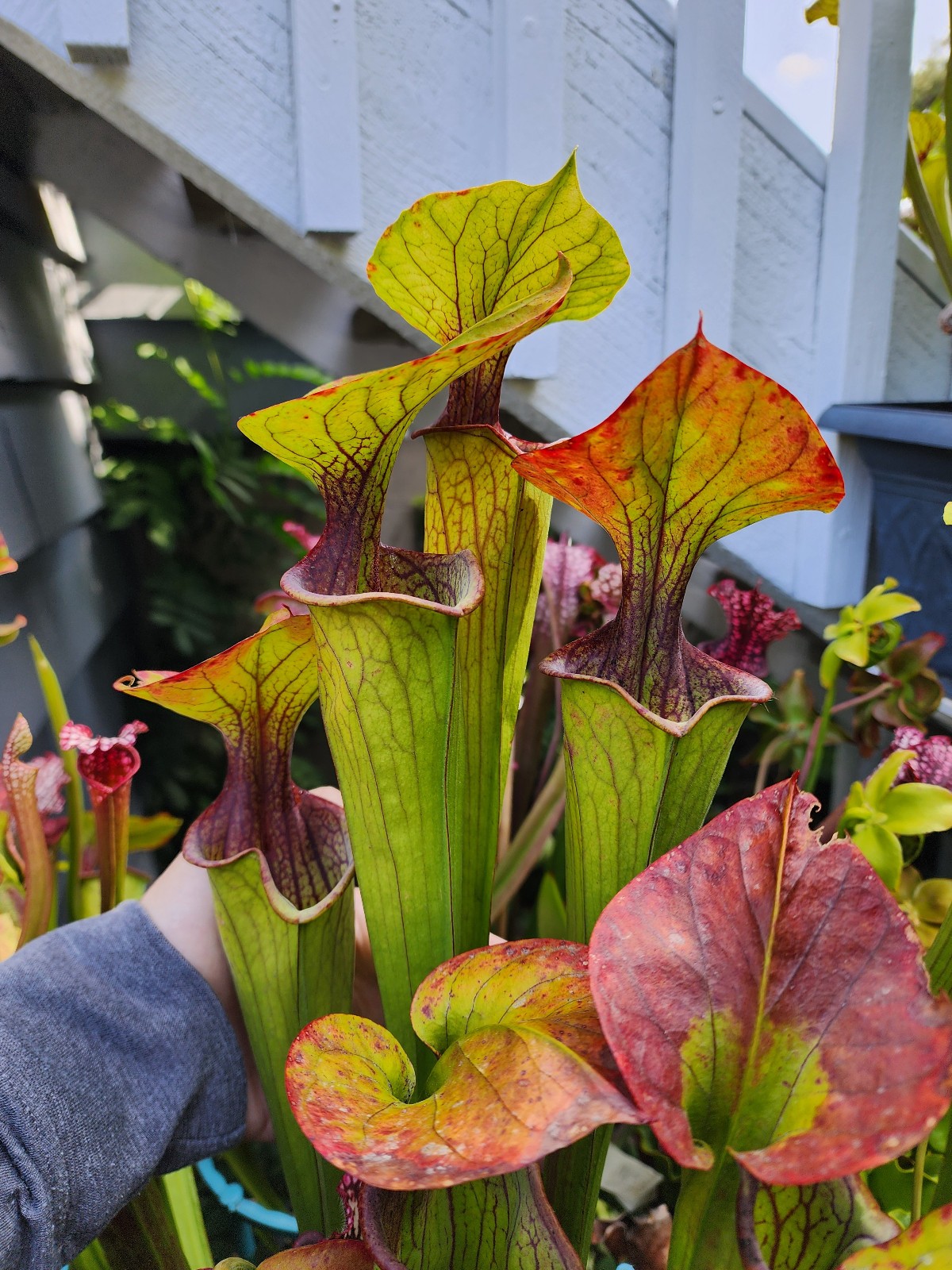 2025 SARRACENIA SEEDS: OREOPHILA ORNATA PURPLE THROAT X PURPUREA BELLY OF BLOOD