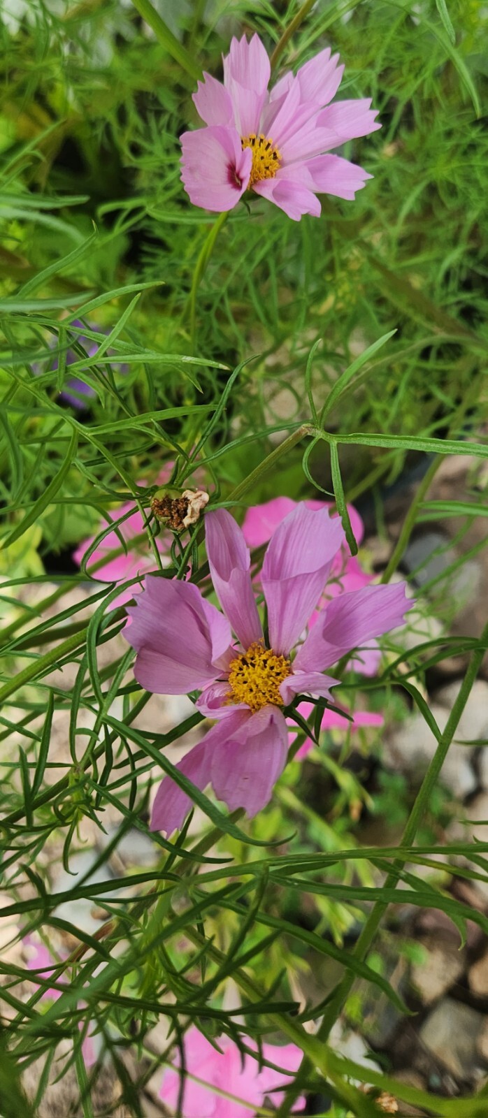 Cosmos flower seed (Seashells)
