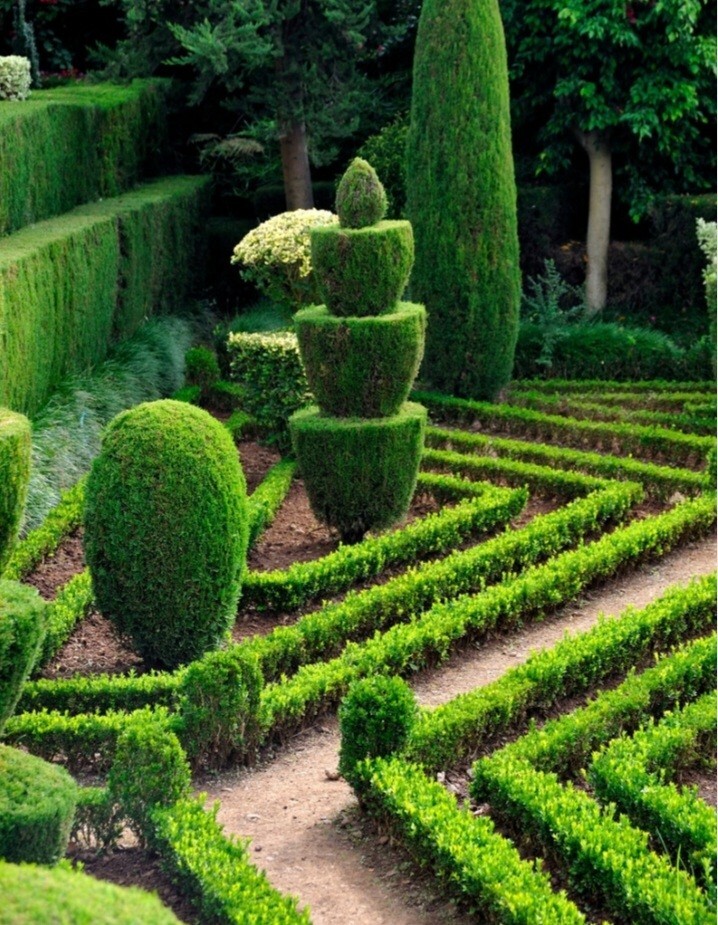 100 Seeds Privet Seeds – Ligustrum vulgare, Ligustrum Quihoui Carr, Ligustrum l