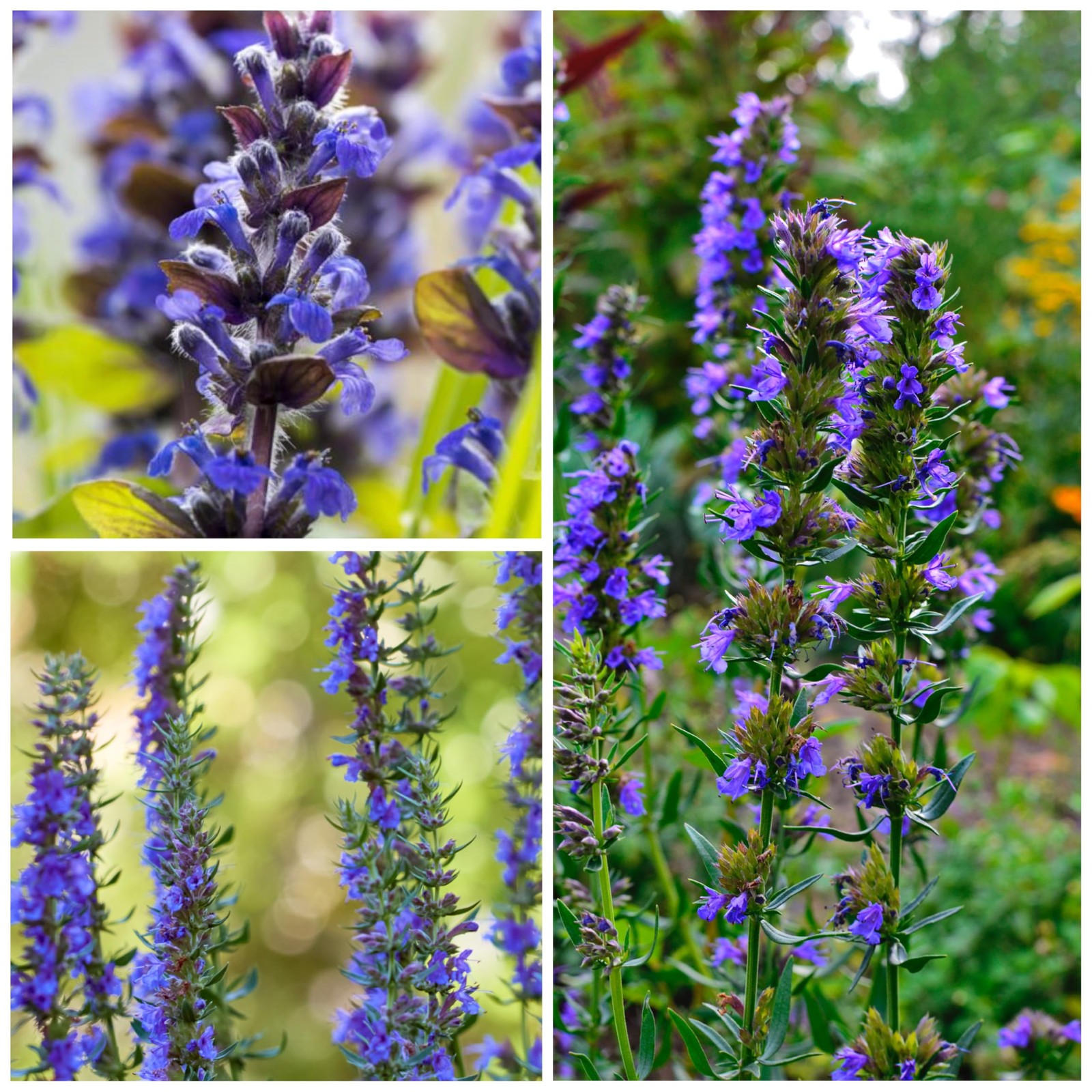 Hyssop Seeds for Planting – Non-GMO Heirloom Blue Hyssop for Medicinal Gardens