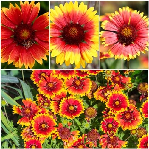 Blanket Flower Seeds for Planting – Heirloom & Open 5 Packs (500 Seeds)