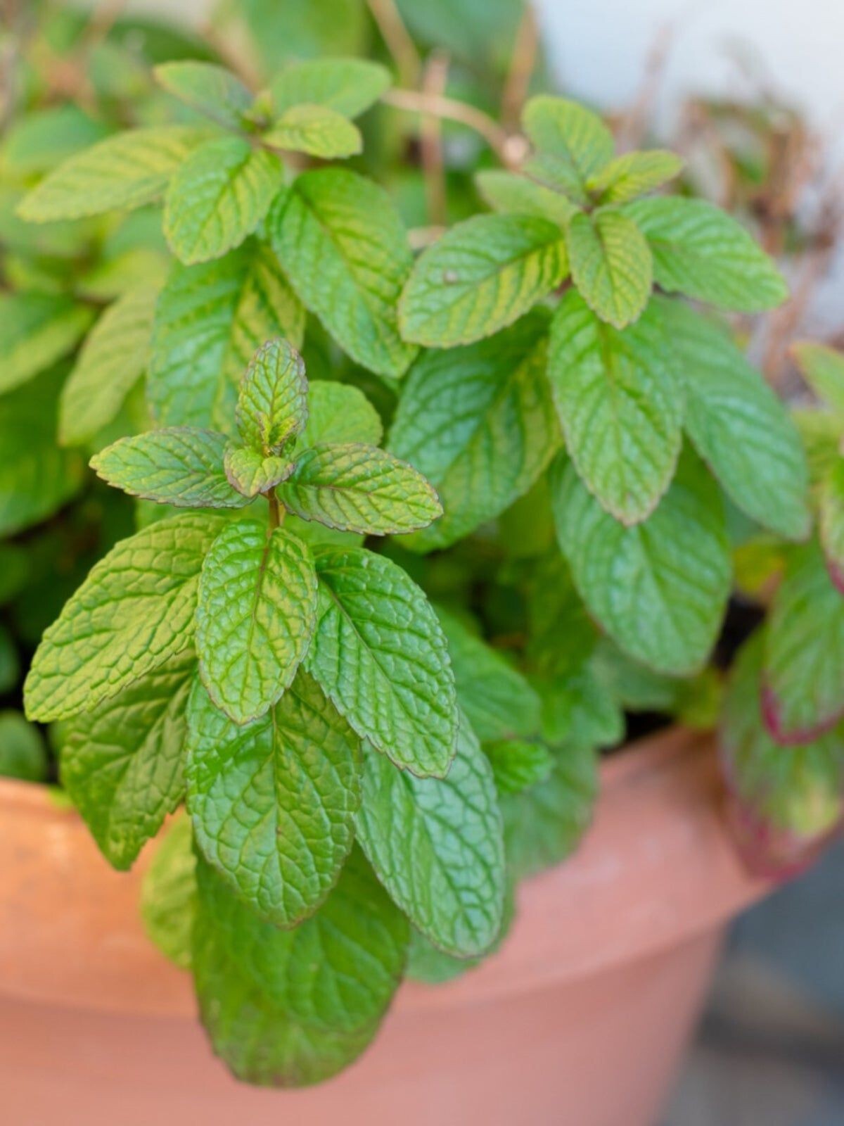 SPEARMINT HERB Seeds